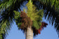 Royal Palm - Live Plant in a 3 Gallon Growers Pot - Roystonea Regia - Extremely Rare Ornamental Trees of The World