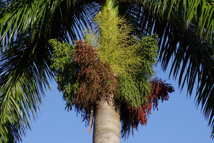 royal palm live plant in a 3 gallon growers pot Royal Palm - Live Plant in a 3 Gallon Growers Pot - Roystonea Regia