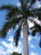 Royal Palm - Live Plant in a 3 Gallon Growers Pot - Roystonea Regia - Extremely Rare Ornamental Trees of The World