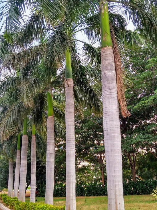 Royal Palm - Live Plant in a 3 Gallon Growers Pot - Roystonea Regia - Extremely Rare Ornamental Trees of The World