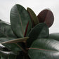 Rubber Plant - Live Plant in a 6 Inch Pot - Ficus Elastica “Burgundy” - Beautiful Easy Care Air Purifying Indoor Houseplant