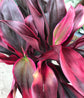 Ruby Cordyline Plant - Ti Plant - Live Plant in a 6 Inch Growers Pot - Cordyline Terminalis &