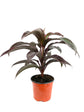 Ruby Cordyline Plant - Ti Plant - Live Plant in a 6 Inch Growers Pot - Cordyline Terminalis &