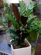 Calathea Rufibarba - Live Plant in a 4 Inch Pot - Beautiful Easy to Grow Air Purifying Indoor Plant