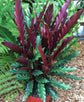 Calathea Rufibarba - Live Plant in a 4 Inch Pot - Beautiful Easy to Grow Air Purifying Indoor Plant