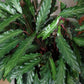 Calathea Rufibarba - Live Plant in a 4 Inch Pot - Beautiful Easy to Grow Air Purifying Indoor Plant