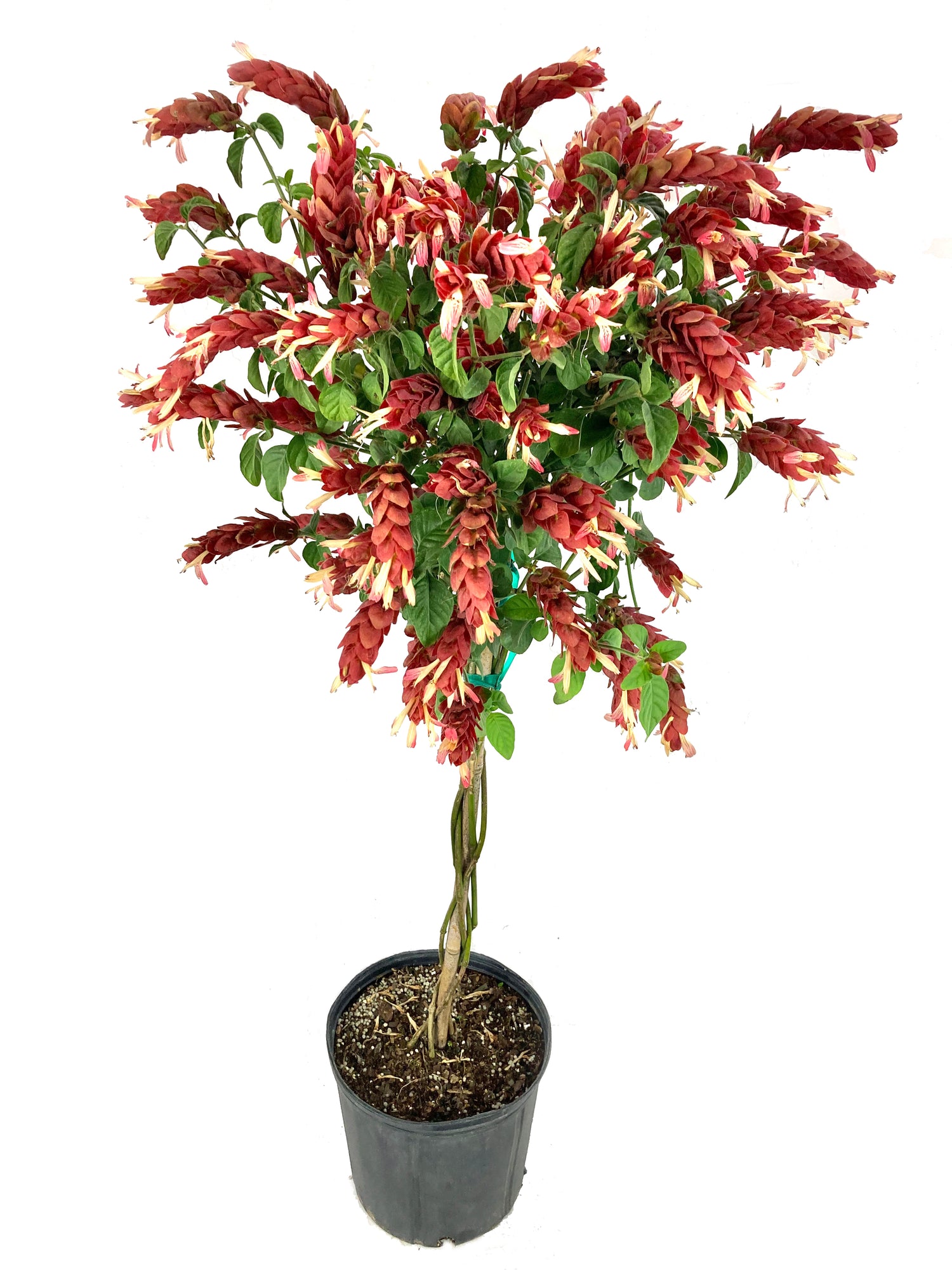 shrimp plants in pots Shrimp Tree - Live Plant in a 10 Inch Growers Pot