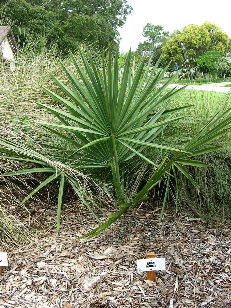palmetto palms plants Sabal Minor - Dwarf Blue Stem Palmetto Palm