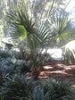 Sabal Minor - Dwarf Blue Stem Palmetto Palm - Live Plant in a 10 Inch Growers Pot - Native Ornamental Palms from Florida