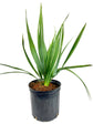 Sabal Minor - Dwarf Blue Stem Palmetto Palm - Live Plant in a 10 Inch Growers Pot - Native Ornamental Palms from Florida