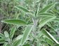 Sage Plant - Live Plant in a 4 Inch Pot - Salvia Officinalis - Grower&