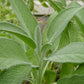 Sage Plant - Live Plant in a 4 Inch Pot - Salvia Officinalis - Grower&