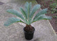 Sago Palm - Live Plant in a 10 Inch Pot - Cycas Revoluta - Beautiful Clean Air Indoor Outdoor Houseplant