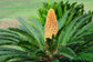 Sago Palm - Live Plant in a 10 Inch Pot - Cycas Revoluta - Beautiful Clean Air Indoor Outdoor Houseplant