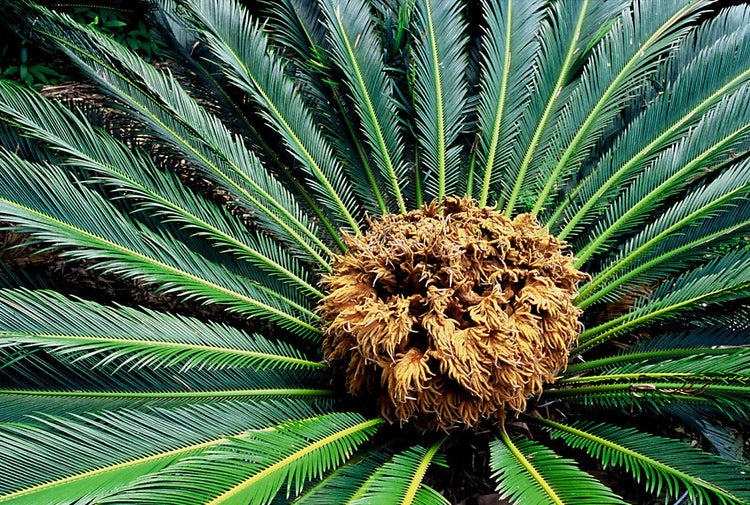 sago palm outdoor plant Sago Palm - Live Plant in a 10 Inch Pot - Cycas Revoluta