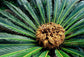 Sago Palm - Live Plant in a 10 Inch Pot - Cycas Revoluta - Beautiful Clean Air Indoor Outdoor Houseplant