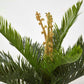 Sago Palm - Live Plant in a 6 Inch Pot - Cycas Revoluta - Beautiful Clean Air Indoor Outdoor Houseplant