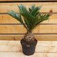 Sago Palm - Live Plant in a 6 Inch Pot - Cycas Revoluta - Beautiful Clean Air Indoor Outdoor Houseplant