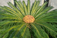 Sago Palm - Live Plant in a 4 Inch Pot - Cycas Revoluta - Beautiful Clean Air Indoor Outdoor Houseplant