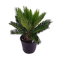 Sago Palm - Live Plant in an 8 Inch Pot - Cycas Revoluta - Beautiful Clean Air Indoor Outdoor Houseplant