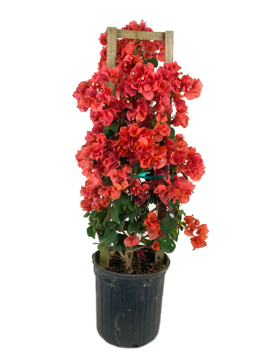 Salmon Colored Bougainvillea with Trellis - Live Plant in a 3 Gallon Pot - Beautiful and Vibrant Flowering Shrub