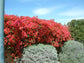 Salmon Colored Bougainvillea with Trellis - Live Plant in a 3 Gallon Pot - Beautiful and Vibrant Flowering Shrub