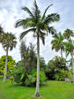 Satake Palm - Live Plant in a 3 Gallon Growers Pot - Satakentia Liukiuensis - Rare Ornamental Palms of The World