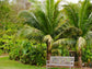Satake Palm - Live Plant in a 3 Gallon Growers Pot - Satakentia Liukiuensis - Rare Ornamental Palms of The World