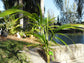 Satake Palm - Live Plant in a 3 Gallon Growers Pot - Satakentia Liukiuensis - Rare Ornamental Palms of The World