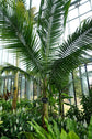 Satake Palm - Live Plant in a 3 Gallon Growers Pot - Satakentia Liukiuensis - Rare Ornamental Palms of The World