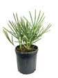 Silver Saw Palmetto - Live Plant in a 10 Inch Growers Pot - Serenoa Repens ‘Silver’ - Native Ornamental Palms from Florida
