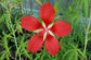 Scarlet Rose Mallow Wildflower - Live Plant in a 6 Inch Pot - Hibiscus Coccineus - Butterfly and Bee Attracting Native Wildflowers from Florida