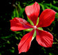 Scarlet Rose Mallow Wildflower - Live Plant in a 6 Inch Pot - Hibiscus Coccineus - Butterfly and Bee Attracting Native Wildflowers from Florida