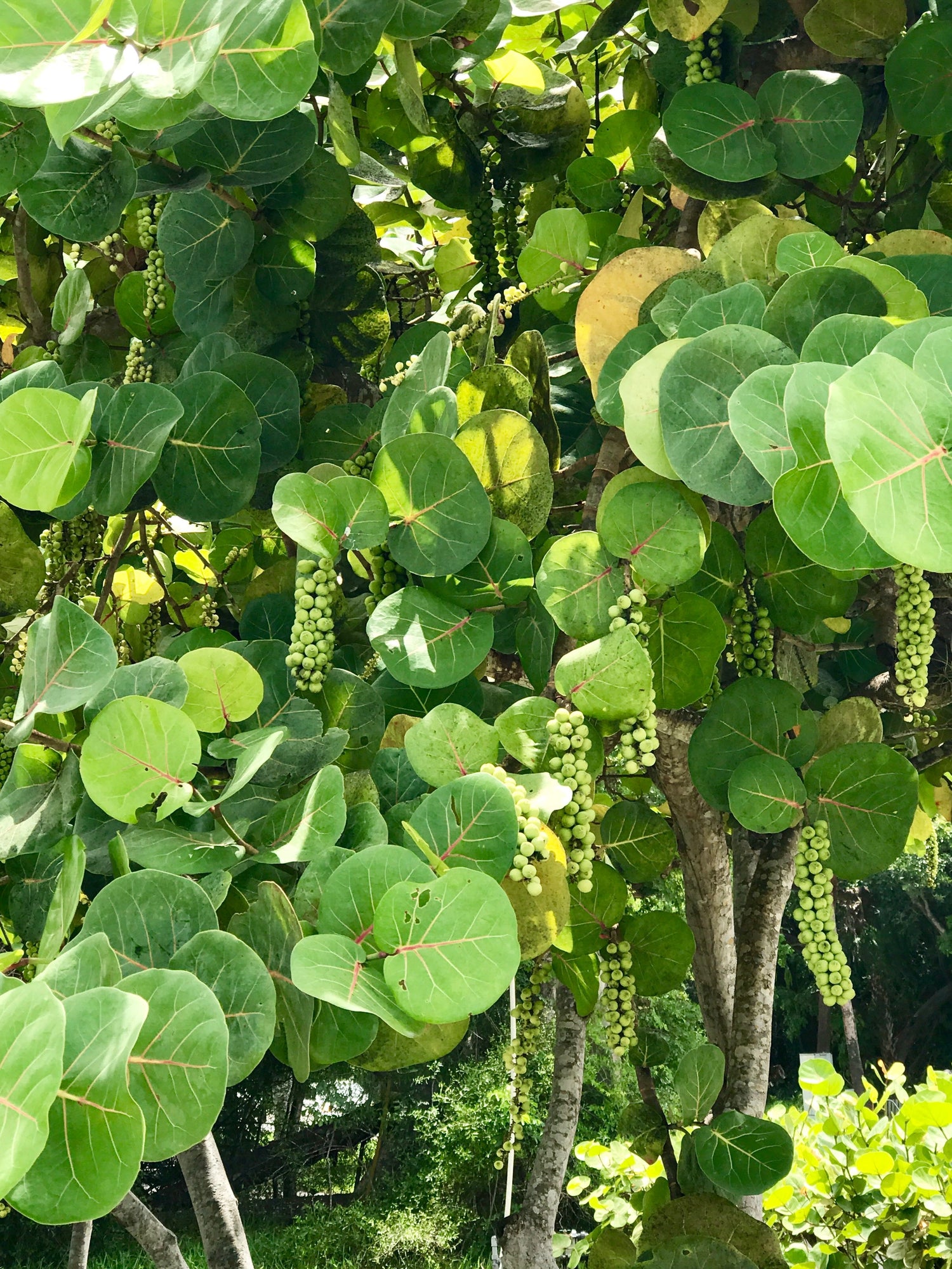 sea grape plant indoor Sea Grape - Live Plant in a 10 Inch Grower's Pot - Coccoloba uvifera