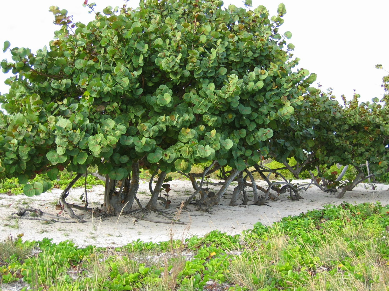 sea grape indoor plant care Sea Grape - Live Plant in a 10 Inch Grower's Pot - Coccoloba uvifera