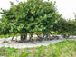 Sea Grape - Live Plant in a 10 Inch Grower&