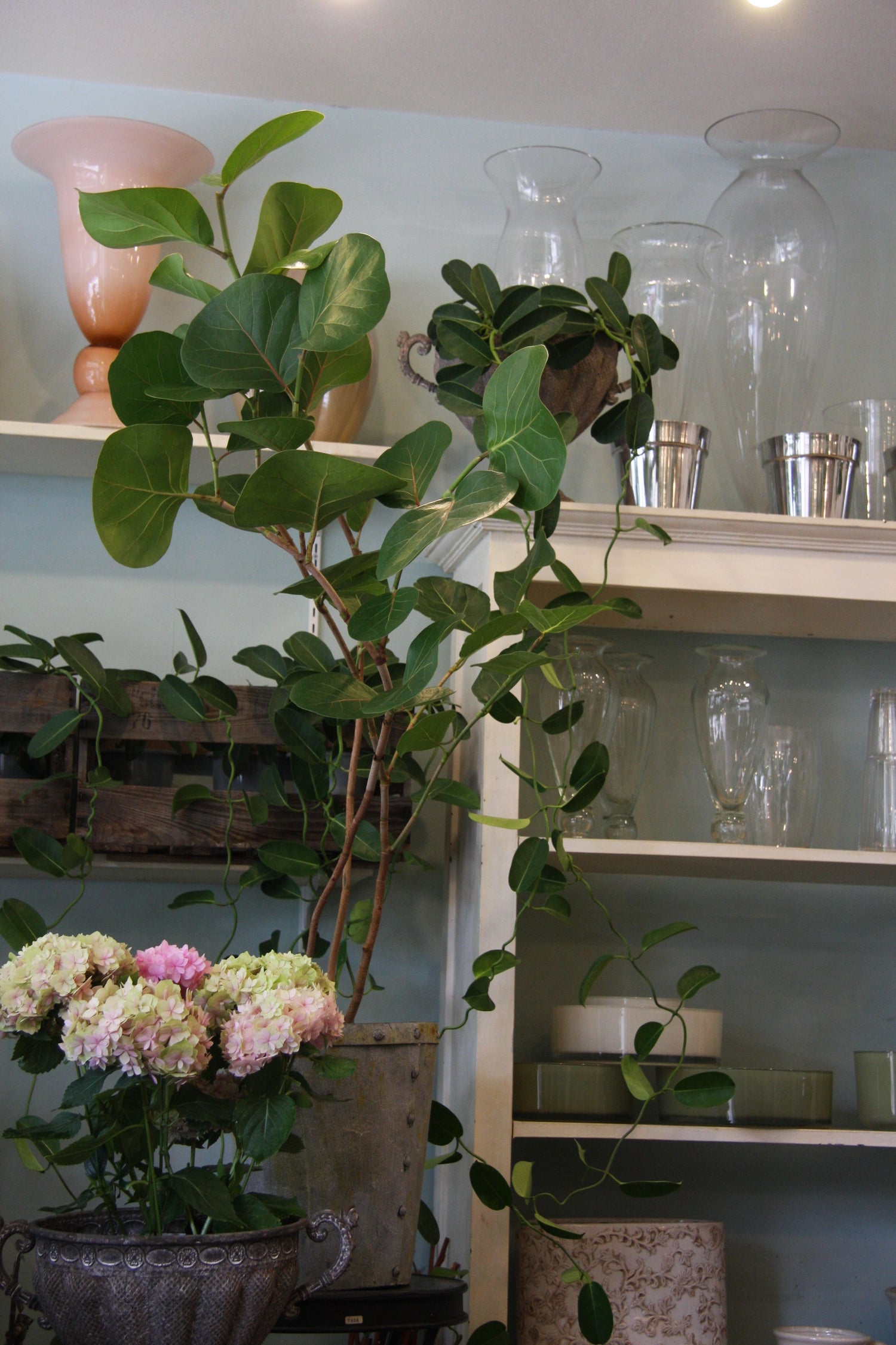 sea grape indoor plant Sea Grape - Live Plant in a 10 Inch Grower's Pot - Coccoloba uvifera