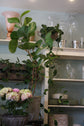 Sea Grape - Live Plant in a 10 Inch Grower&