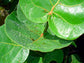 Sea Grape - Live Plant in a 10 Inch Grower&