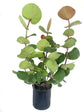 Sea Grape - Live Plant in a 10 Inch Grower&