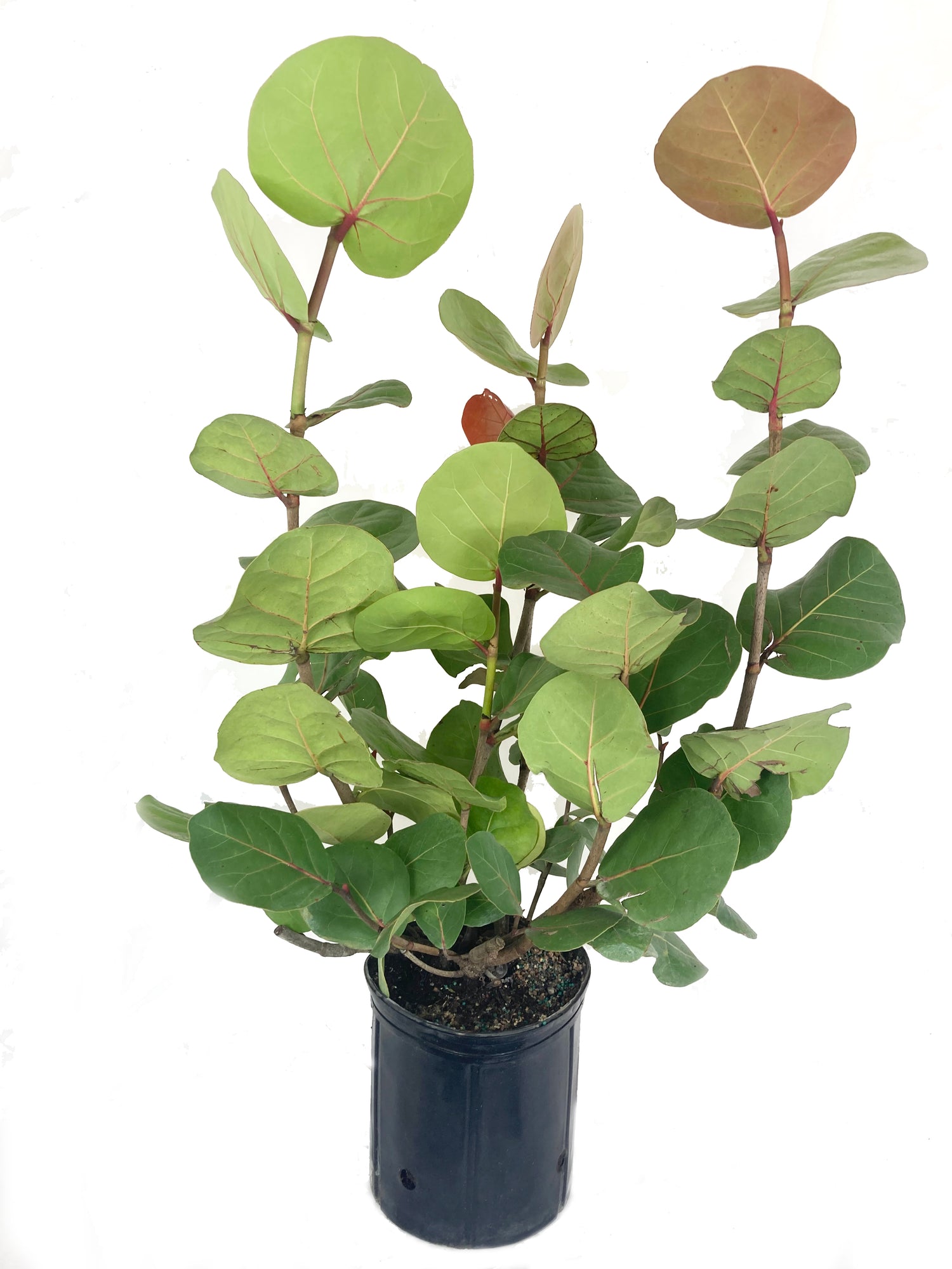sea grape indoor plant Sea Grape - Live Plant in a 10 Inch Grower's Pot - Coccoloba uvifera