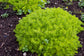 Lemon Ball Plant - Live Plant in a 6 Inch Pot - Sedum Rupestre - Drought Tolerant Semi Evergreen