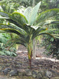 Seychelles Stilt Palm - Live Plant in a 3 Gallon Growers Pot - Verschaffeltia Splendida - Extremely Rare Ornamental Palms of Florida 1 Plant