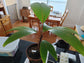 Seychelles Stilt Palm - Live Plant in a 3 Gallon Growers Pot - Verschaffeltia Splendida - Extremely Rare Ornamental Palms of Florida 1 Plant