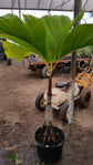 Seychelles Stilt Palm - Live Plant in a 3 Gallon Growers Pot - Verschaffeltia Splendida - Extremely Rare Ornamental Palms of Florida 1 Plant