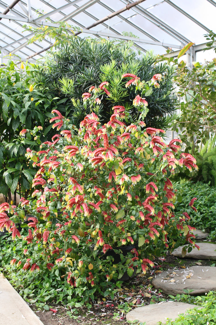 shrimp plants in pots Shrimp Tree - Live Plant in a 10 Inch Growers Pot