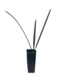 Silver Bismarck Palm - Live Plant in a 1 Gallon Growers Pot - Bismarckia Nobilis - Rare Ornamental Palms of Florida