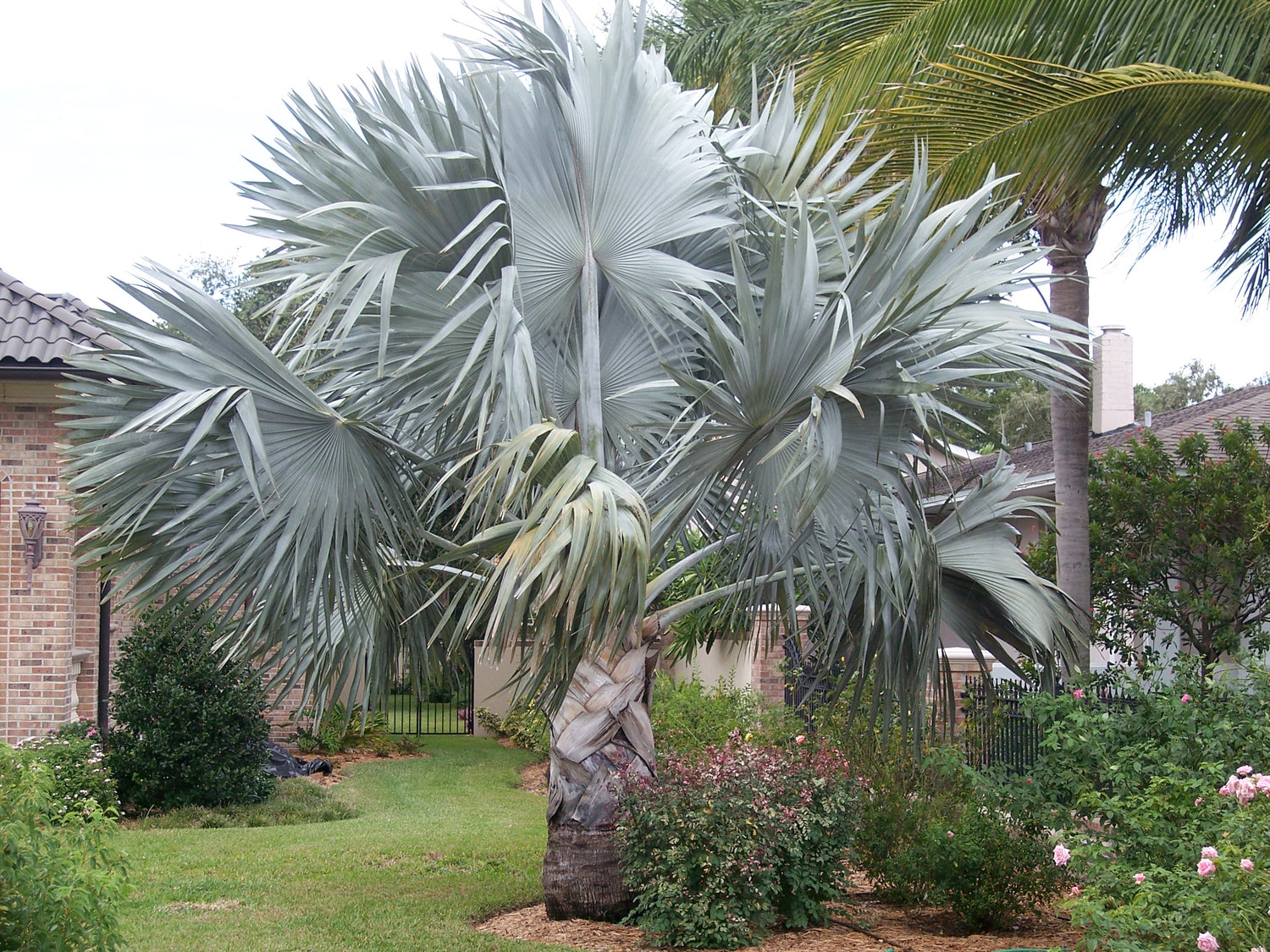 silver palm plant Silver Bismarck Palm - Live Plant in a 1 Gallon Growers Pot