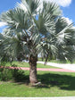 Silver Bismarck Palm - Live Plant in a 1 Gallon Growers Pot - Bismarckia Nobilis - Rare Ornamental Palms of Florida
