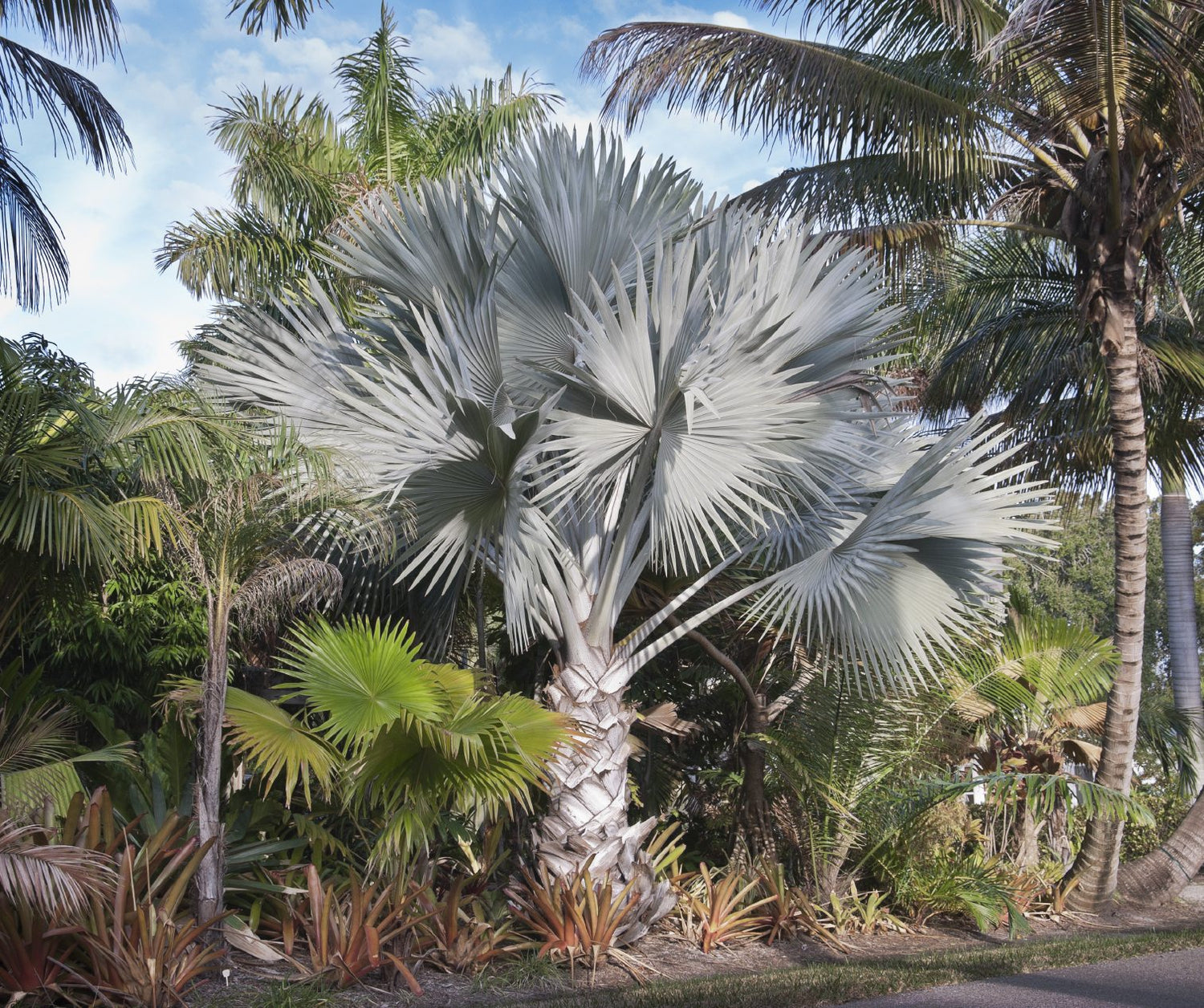 silver palm plant Silver Bismarck Palm - Live Plant in a 1 Gallon Growers Pot